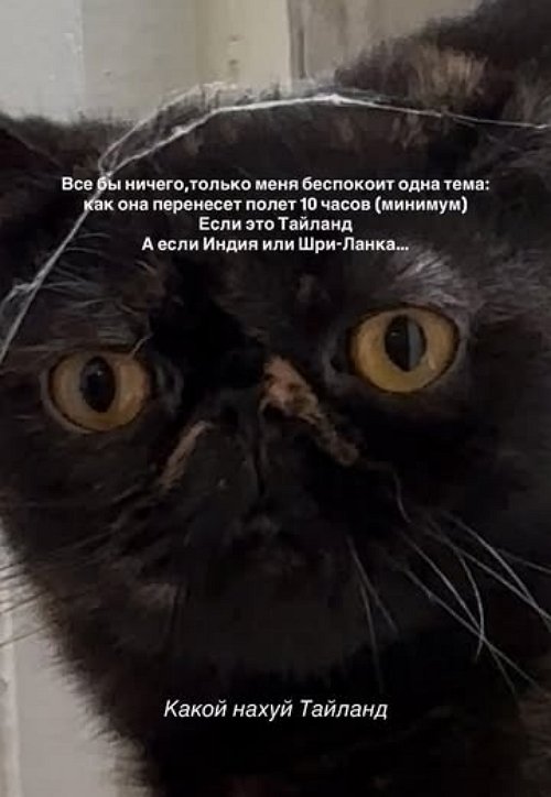 Алёна Опенченко собирается забрать в Таиланд свою кошку Алёна Опенченко собирается забрать в Таиланд свою кошку